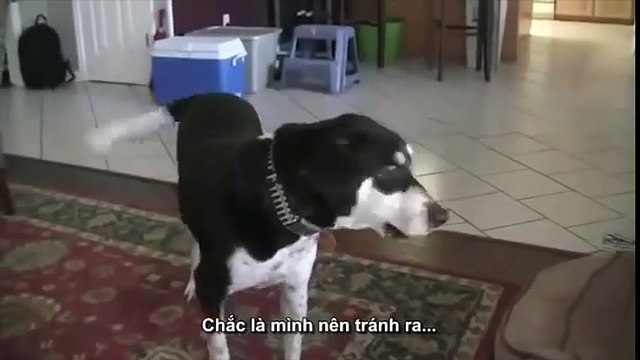 Chú chó đòi chủ mua cho một con mèo