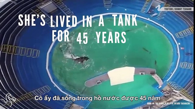 Clip động vật - chú cá kình sống xa cách đồng loại gần 45 năm