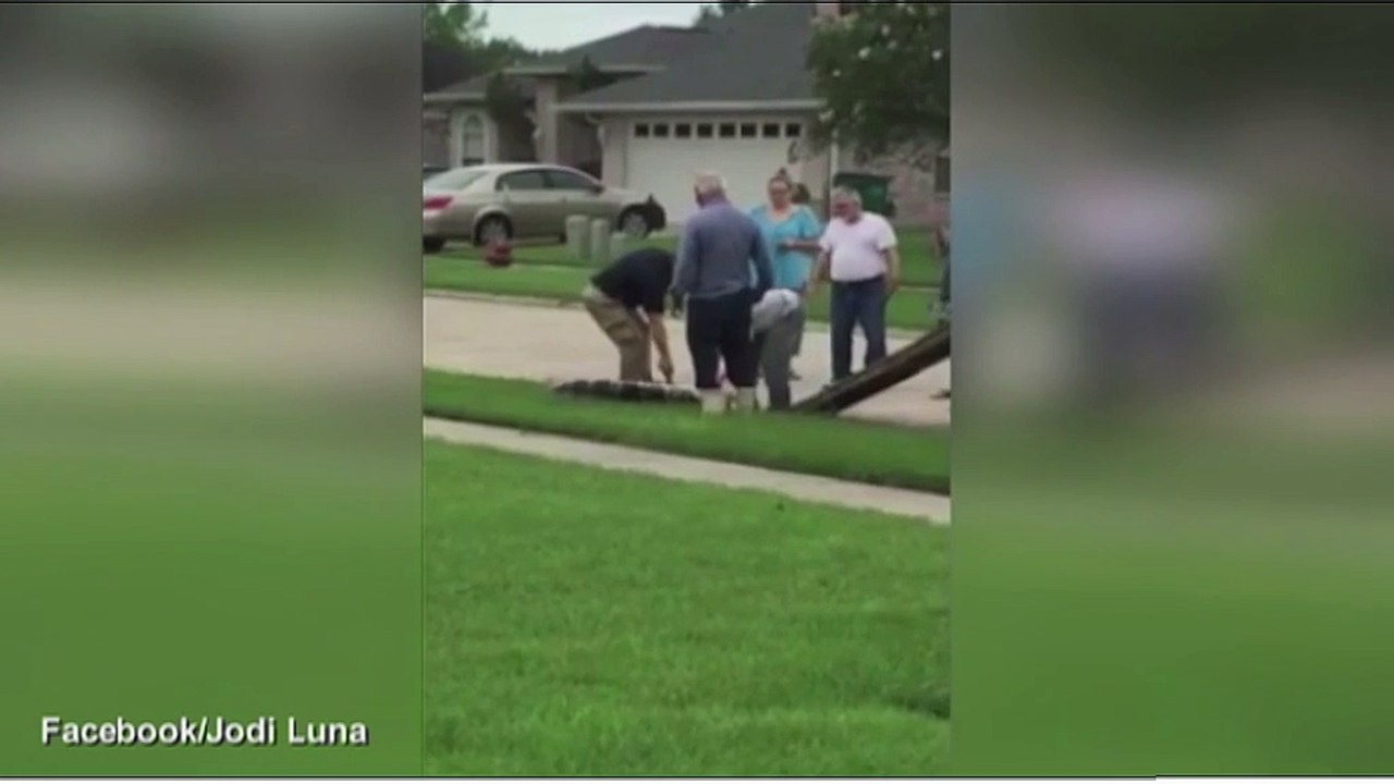 Cá sấu từ dưới cống chui lên bị người dân khống chế