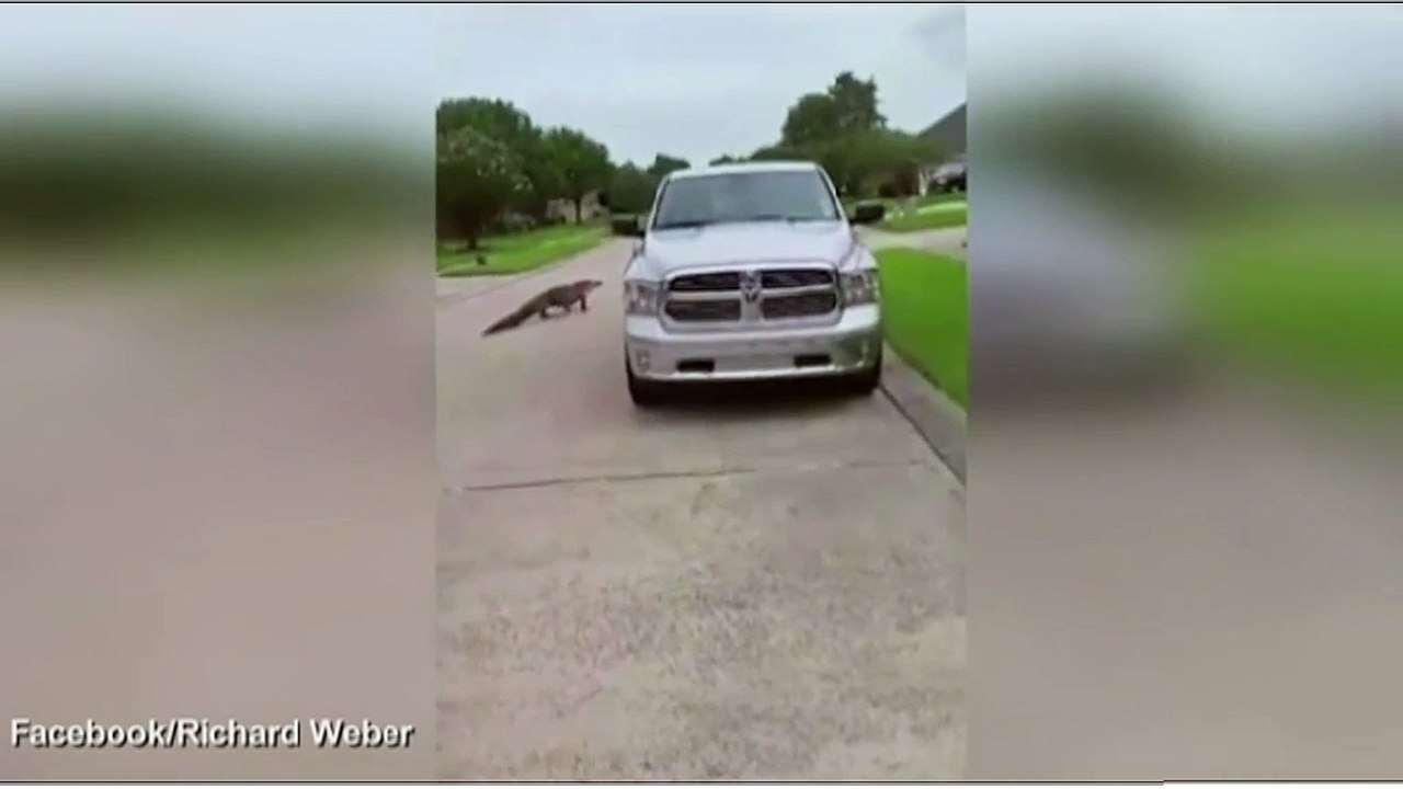 Cá sấu từ dưới cống chui lên