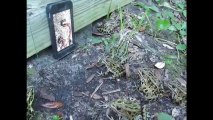 Clip động vật - Bắt cả trăm con ếch chỉ bằng 1 chiếc smartphone