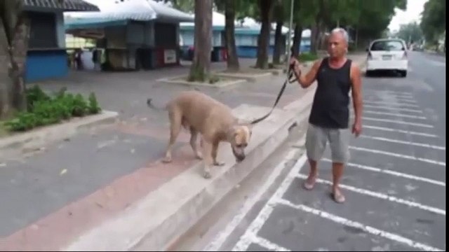 Clip động vật - mèo mẹ cứu mèo con khỏi con chó lớn