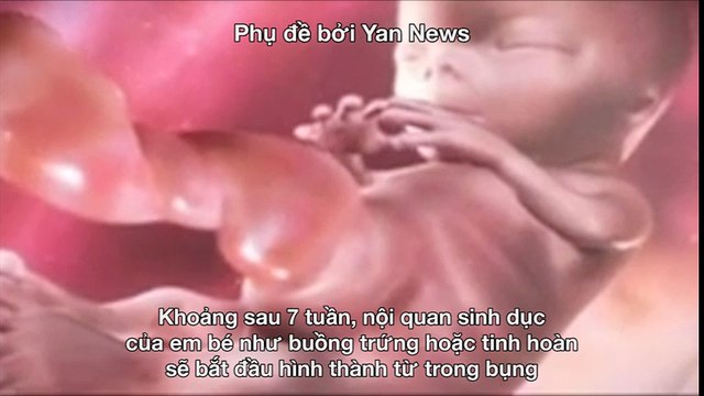 Sinh học - Sự hình thành và phát triển cơ quan sinh dục của bé