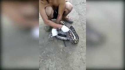 Rắn khổng lồ mắc nghẹn vì nuốt 5 con chim