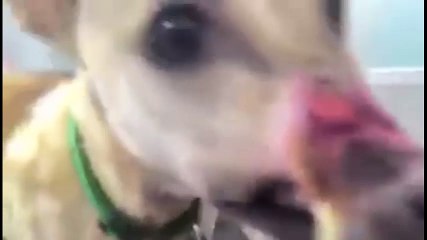 clip mới nhất của chú chó bị buộc mõm