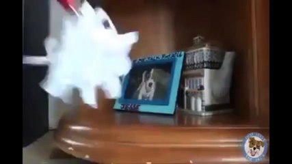 Chú chó biết làm việc nhà