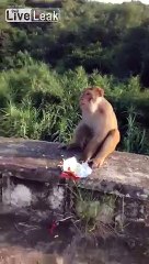 Phẫn nộ trước trò đùa độc ác khiến chú khỉ Michai bị mất ngón tay