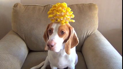 Chú chó giữ thăng bằng giỏi