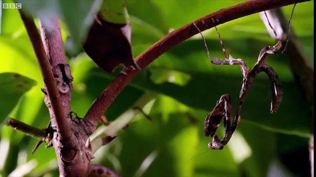 Clip động vật - Tuyệt chiêu Kung Fu của bọ ngựa khiến nhện nhảy chùn bước