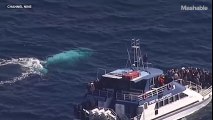 Clip động vật - loài cá voi trắng Migaloo cực hiếm xuất hiện tại Úc