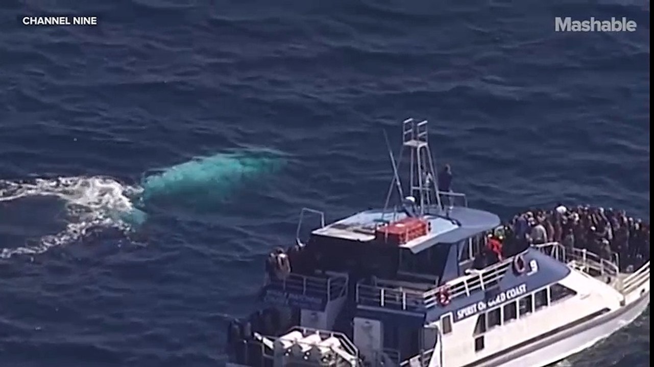 Clip động vật - loài cá voi trắng Migaloo cực hiếm xuất hiện tại Úc