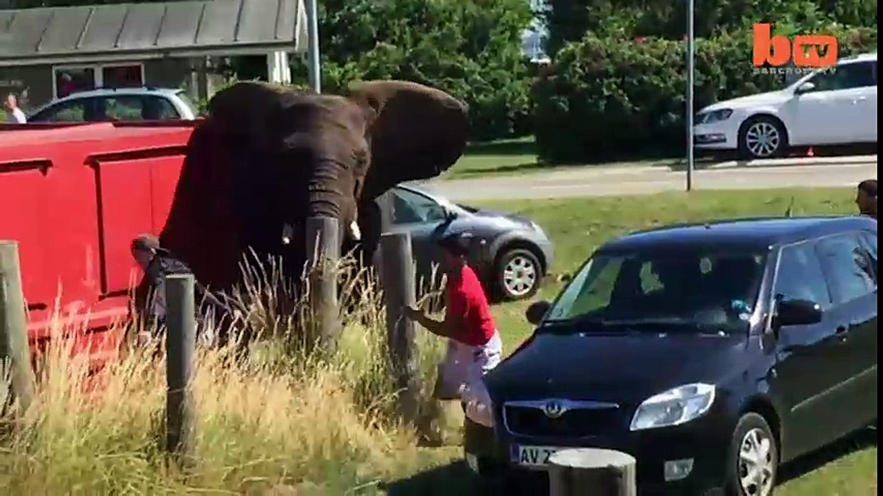 Khi voi giận dữ lật tung cả chiếc xe hơi