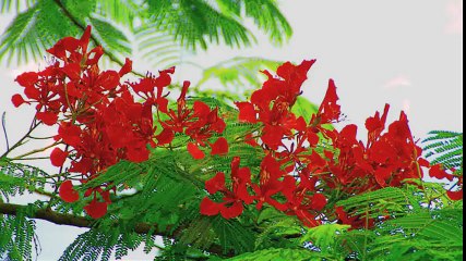 21/8 - Cho bạn cho tôi Lam Trường