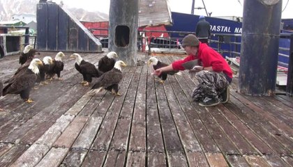 He Feeds A Huge Flock Of Bald Eagles Like It’s No Big Deal
