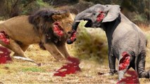 Lions vs elephant, Elephant vs Rhino, Predator, wildlife, wild animals, anaconda