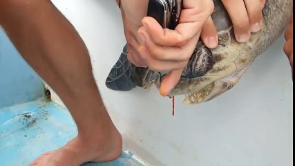 Cuộc phẫu thuật đau đớn của chú rùa