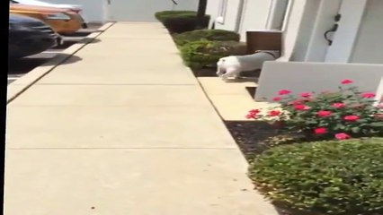 13/8 - Chú chó tham ăn nhất vịnh bắc bộ