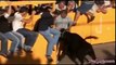 Funny videos That Will Make You Laugh FUNNY BULL FIGHTS Animal Attack Video Compilation - YouTube