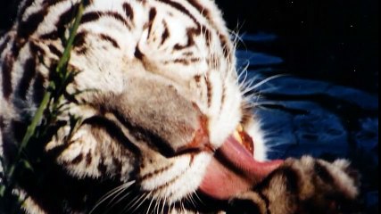 Sự thực về hổ trắng - điều các vườn thú muốn che giấu