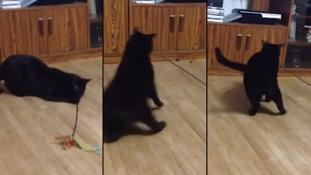 Ce chat se donne le tournis tout seul