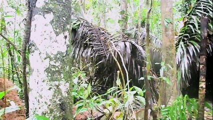 First Contact: Lost Tribe of the Amazon (2016) Fragman