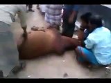 NOT SO FUNNY Qurbani Cow Slaughter on Bakra Eid 2013
