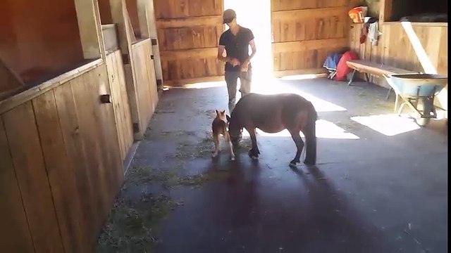 Chú ngựa nhỏ nhất thế giới thu hút hàng triệu lượt xem