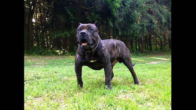 Động vật - 10 loài chó khỏe mạnh nhất thế giới