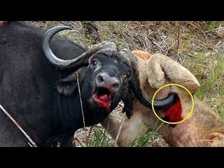 Most Amazing Wild Animal Attacks - Big Battle Lion vs Buffalo ► Real Fight - YouTube