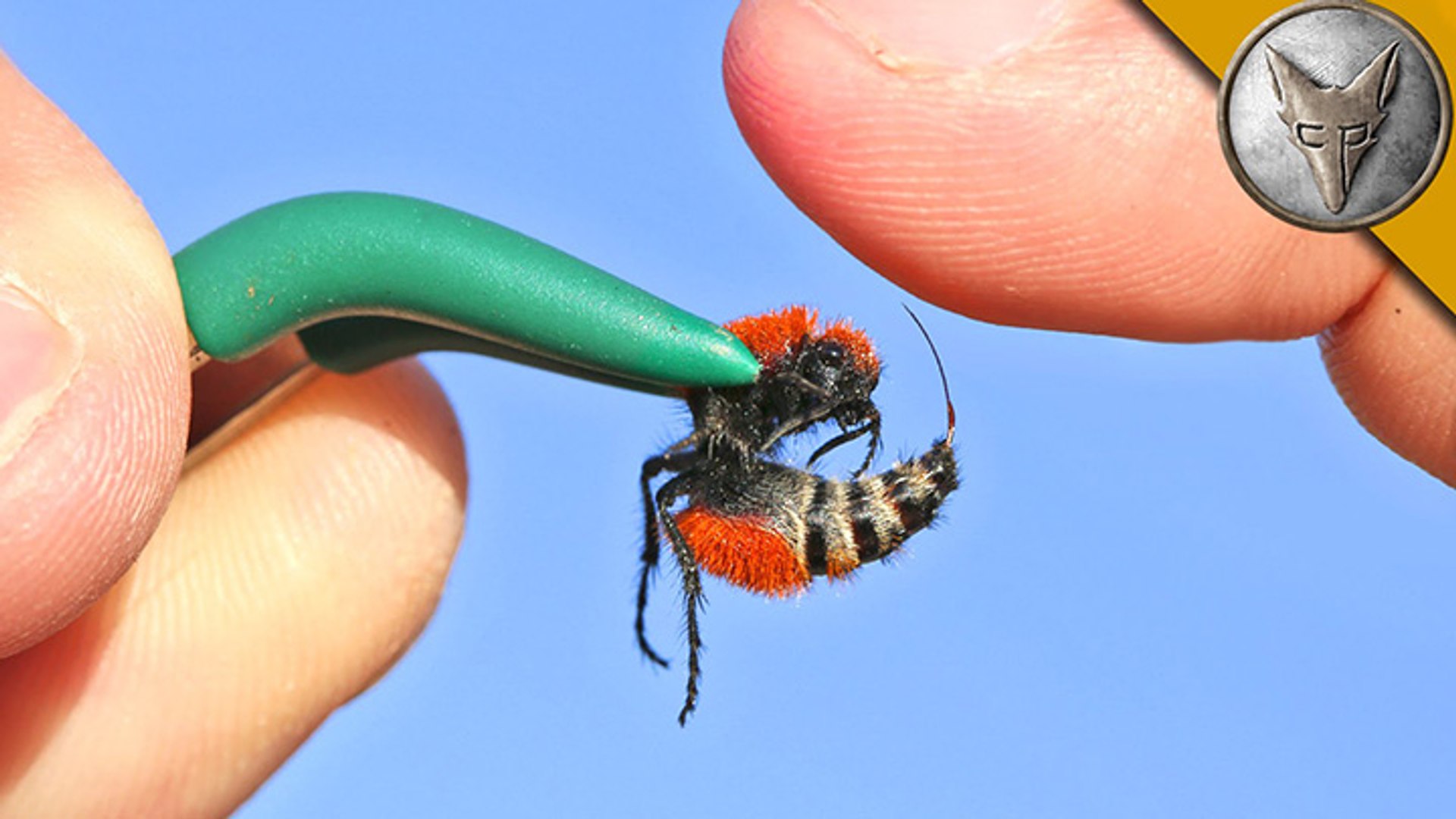 Une fourmi à fourrure, le pika