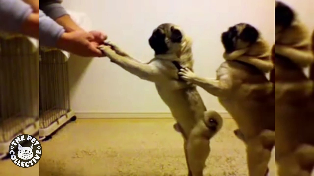 Pug Lyfe    Funny Pug Compilation