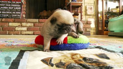 Pug Puppies Are Magical! (MEGA CUTE COMPILATION)