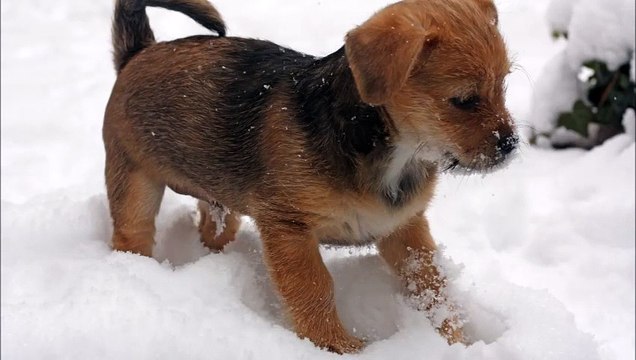 chiots encore des chiots