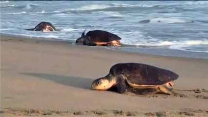 Des milliers de tortues reviennent pondre sur une plage mexicaine