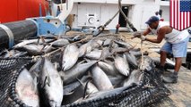 New Google tool tracks more than 35,000 ships worldwide to curb illegal fishing
