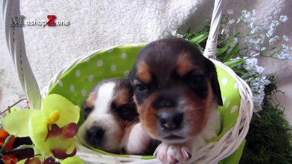 Cute Puppies Howling Compilation 2016 [Cuteness Overload]