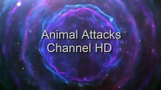 Most Amazing Wild Animal Attacks  - Prey Animals vs Predator Fight Back HD