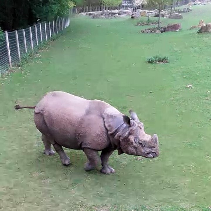 Un Animal Fait Un Enorme Jet Devant Des Centaines De Personnes!!!!!!!