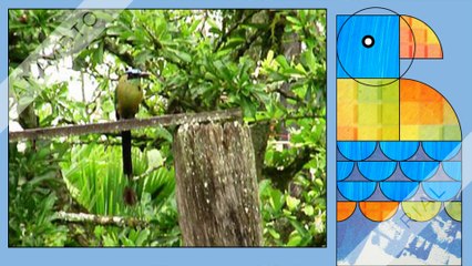 PAJAROS TURISMO PAISAJE  COLOMBIA, 3137309087 (2)