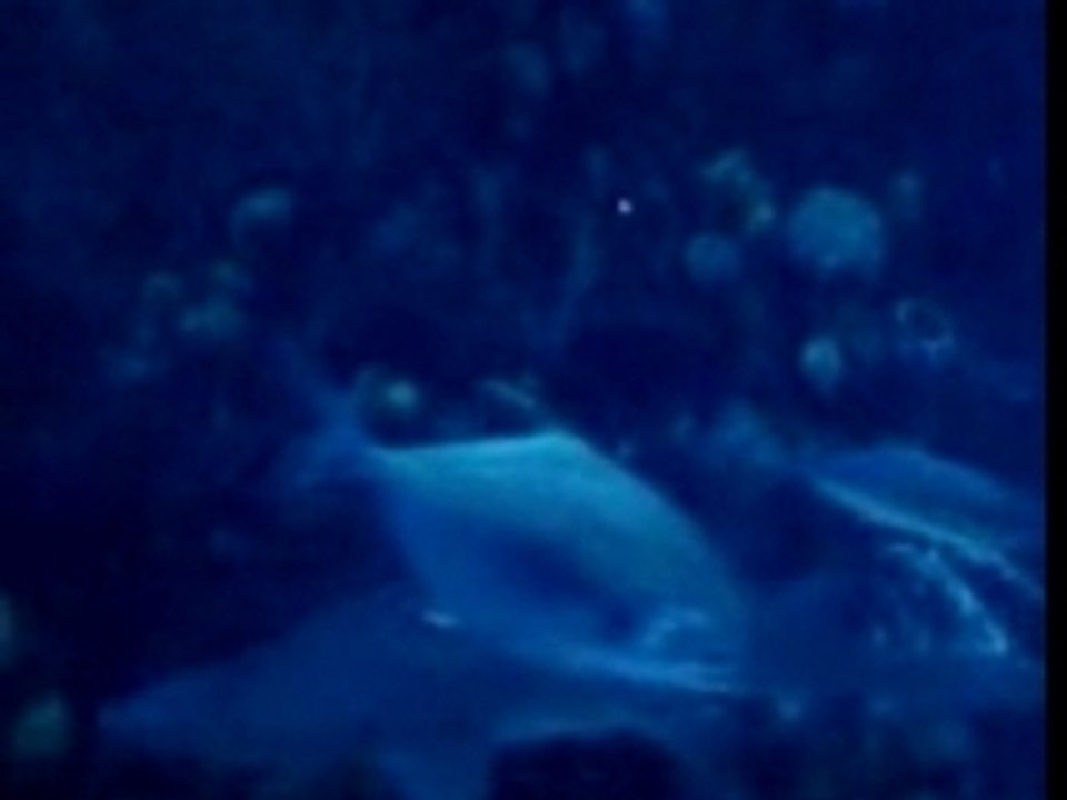 Sharks!