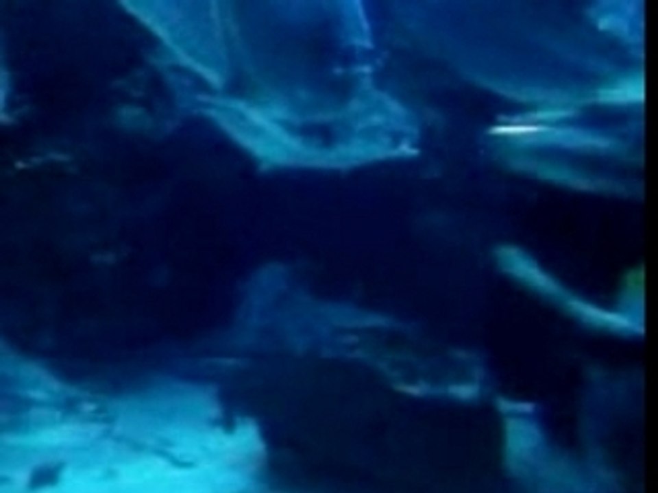 Big Fish and a Stingray