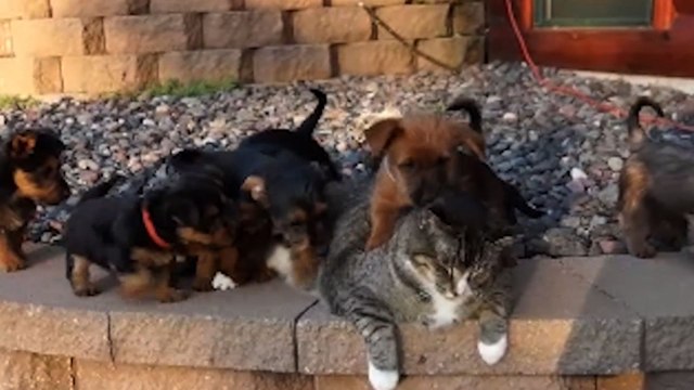 Sleepy Cat Gets Swarmed By Adorable Puppies