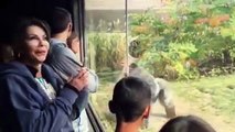 Pelea de gorilas se volvió viral en las redes sociales