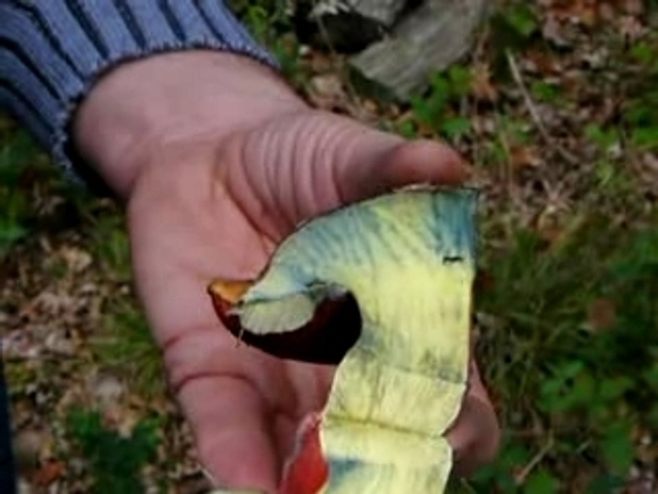 Bolet à pieds rouge