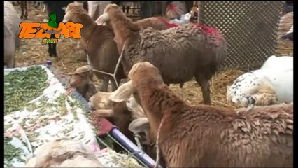 Bakra Talking Funny Tezabi Totay 2016