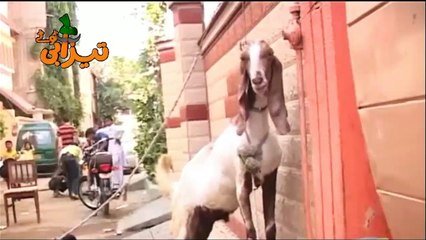 Bakra Zaroori He Funny Tezabi Totay 2016
