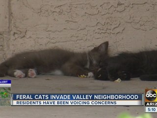 Feral cats invade West Valley neighborhood