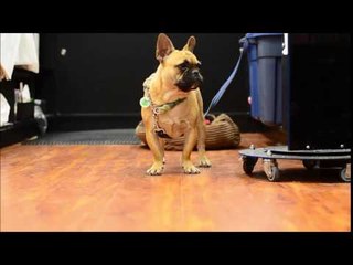 French Bulldog Tells His Mom "I Love You"