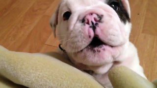 Fussy bulldog puppy will melt your heart