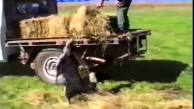 clip con chó: Khi chó là siêu anh hùng của nhân loại